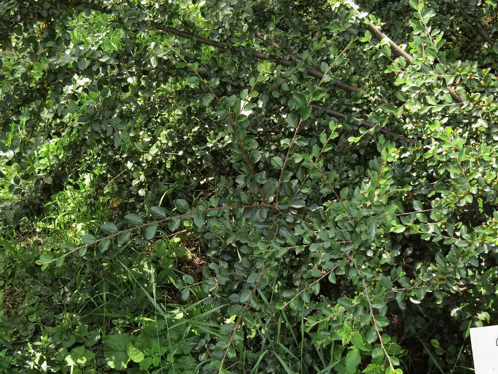 Foto de Cotoneaster divaricatus - Cotoneaster divaricatus:Аимаина хикари