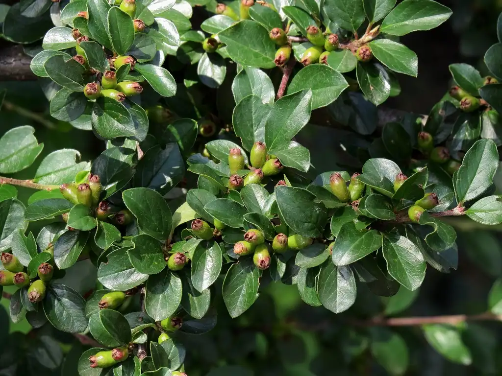 Foto de Cotoneaster divaricatus - Cotoneaster divaricatus:Аимаина хикари