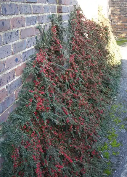 Photo of Cotoneaster horizontalis (Cotoneaster horizontaliss)