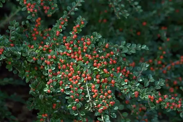Photo of Cotoneaster horizontalis (Cotoneaster horizontaliss)