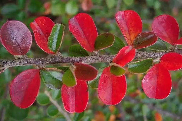 Photo of Cotoneaster horizontalis - Cotoneaster horizontalis:Candiru