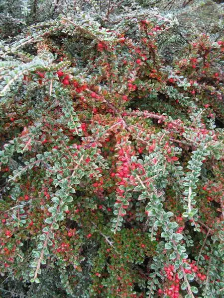 Photo of Cotoneaster horizontalis - groundcover:Leonora Enking