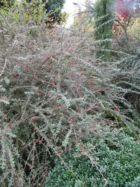 Photo of Cotoneaster integrifolius (Cotoneaster integrifoliuss)