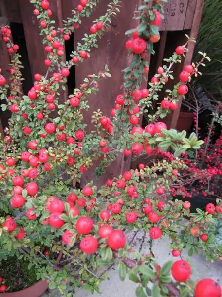 Photo of Cotoneaster integrifolius (Cotoneaster integrifoliuss)