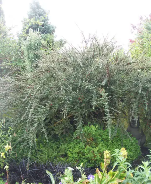 Photo of Cotoneaster integrifolius - Habit:Leonora Enking