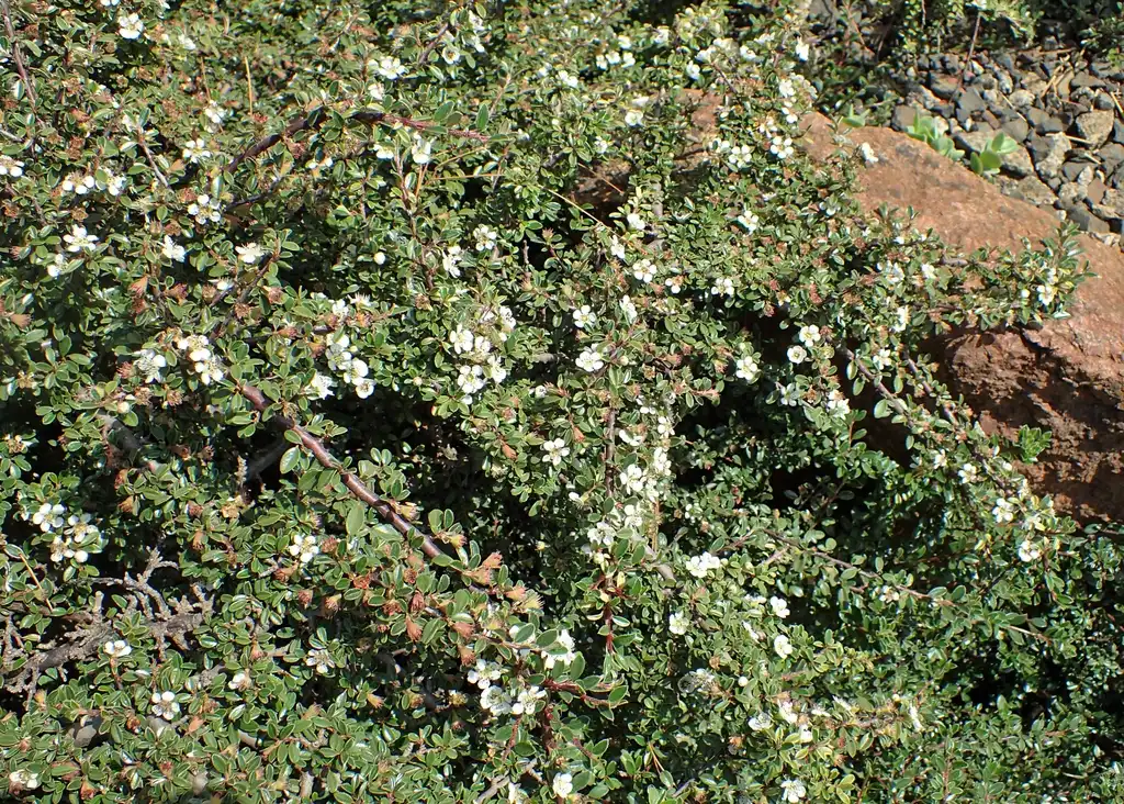 Photo of Cotoneaster integrifolius - Flowers:Krzysztof Ziarnek, Kenraiz