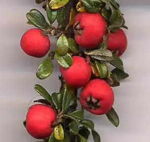 Photo of Cotoneaster integrifolius - Fruits:MPF