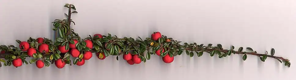 Photo of Cotoneaster integrifolius - Stem with fruits:GFDL