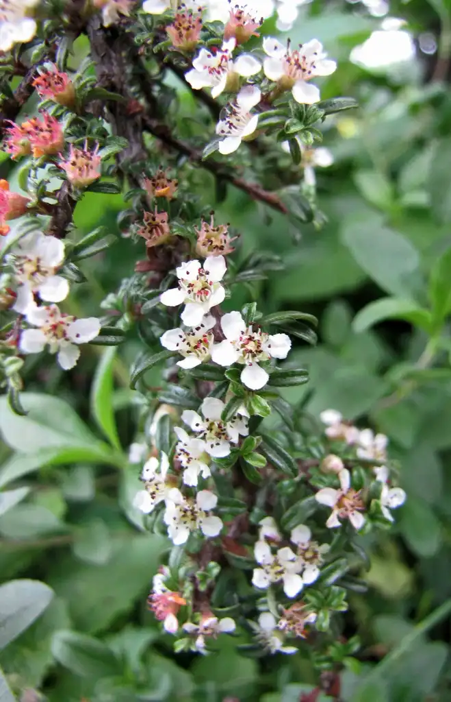Photo of Cotoneaster microphyllus (Cotoneaster microphylluss)