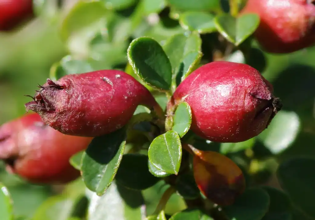 Photo of Cotoneaster microphyllus (Cotoneaster microphylluss)