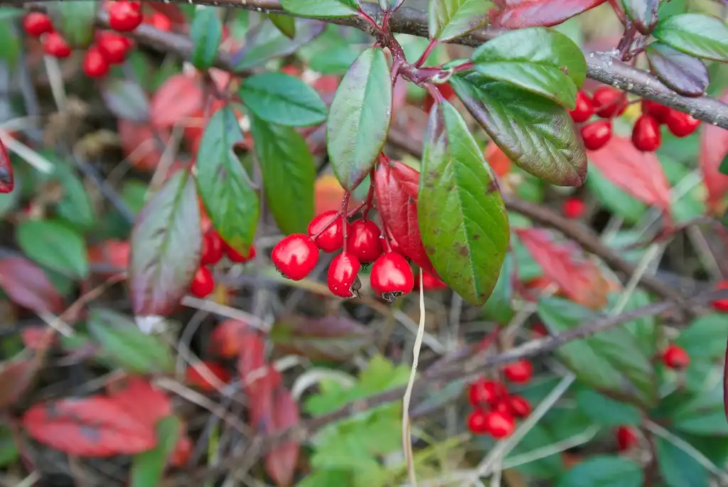 Photo of Cotoneaster salicifolius 'Autumn Fire' (Cotoneaster salicifolius 'Autumn Fire's)