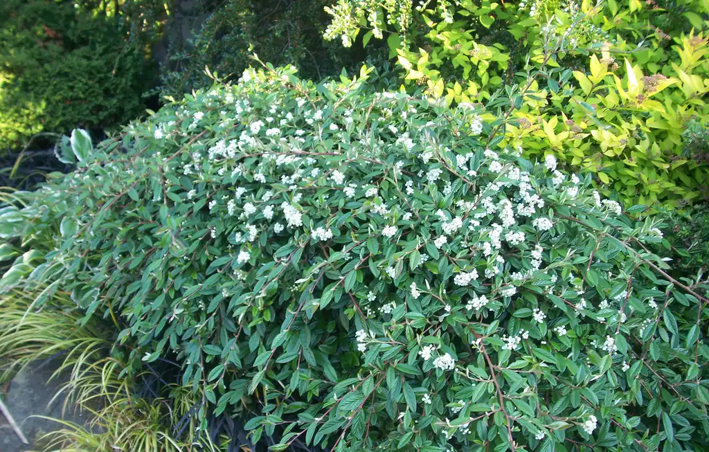 Photo of Cotoneaster salicifolius 'Repens' (Cotoneaster salicifolius 'Repens's)