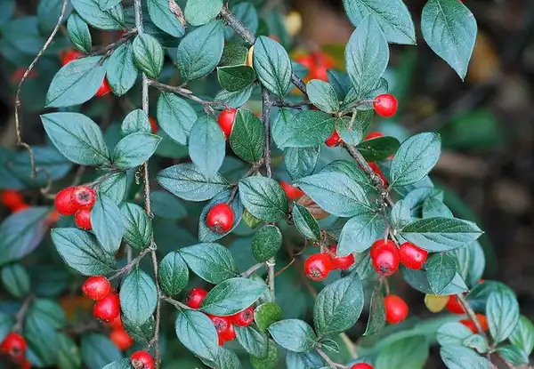 Photo of Cotoneaster salicifolius (Cotoneaster salicifoliuss)