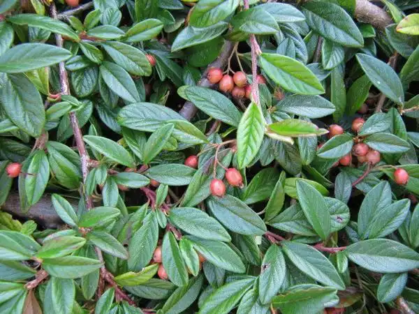 Photo of Cotoneaster salicifolius (Cotoneaster salicifoliuss)