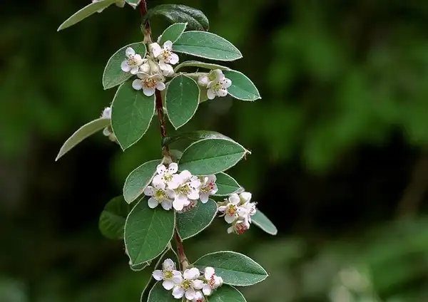 Photo of Cotoneaster salicifolius - Cotoneaster salicifolius:Autan