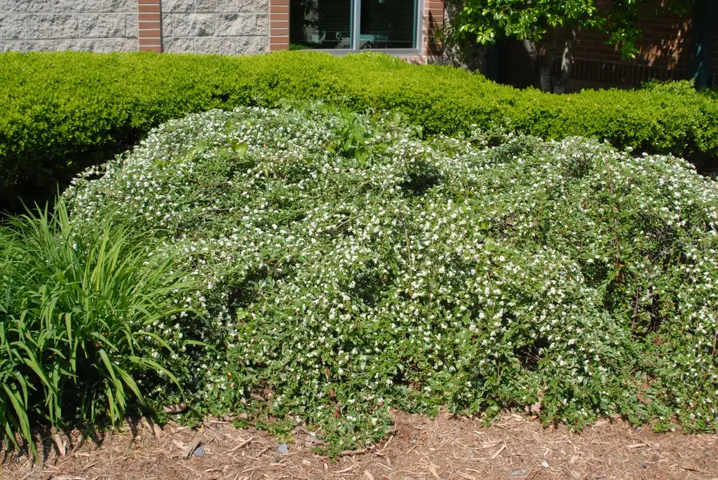 Photo of Cotoneaster salicifolius - Cotoneaster salicifolius Form:Jim Robbins