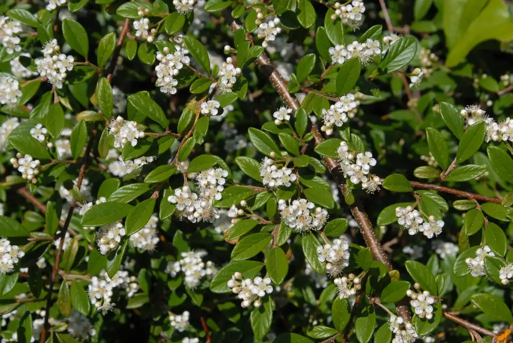 Photo of Cotoneaster salicifolius - Cotoneaster salicifolius Flower and Leaf:Jim Robbins