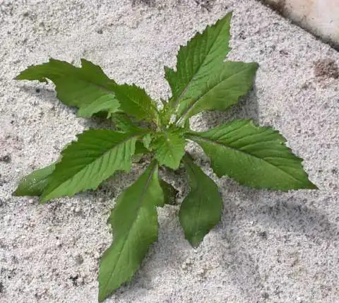 Фото Crassocephalum crepidioides (Crassocephalum crepidioidess)