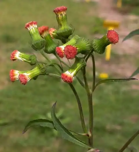 Фото Crassocephalum crepidioides - Inflorescence:J. Neal