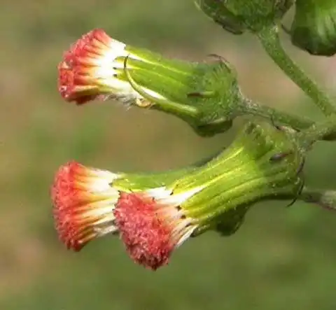 Фото Crassocephalum crepidioides - Flower heads:J. Neal