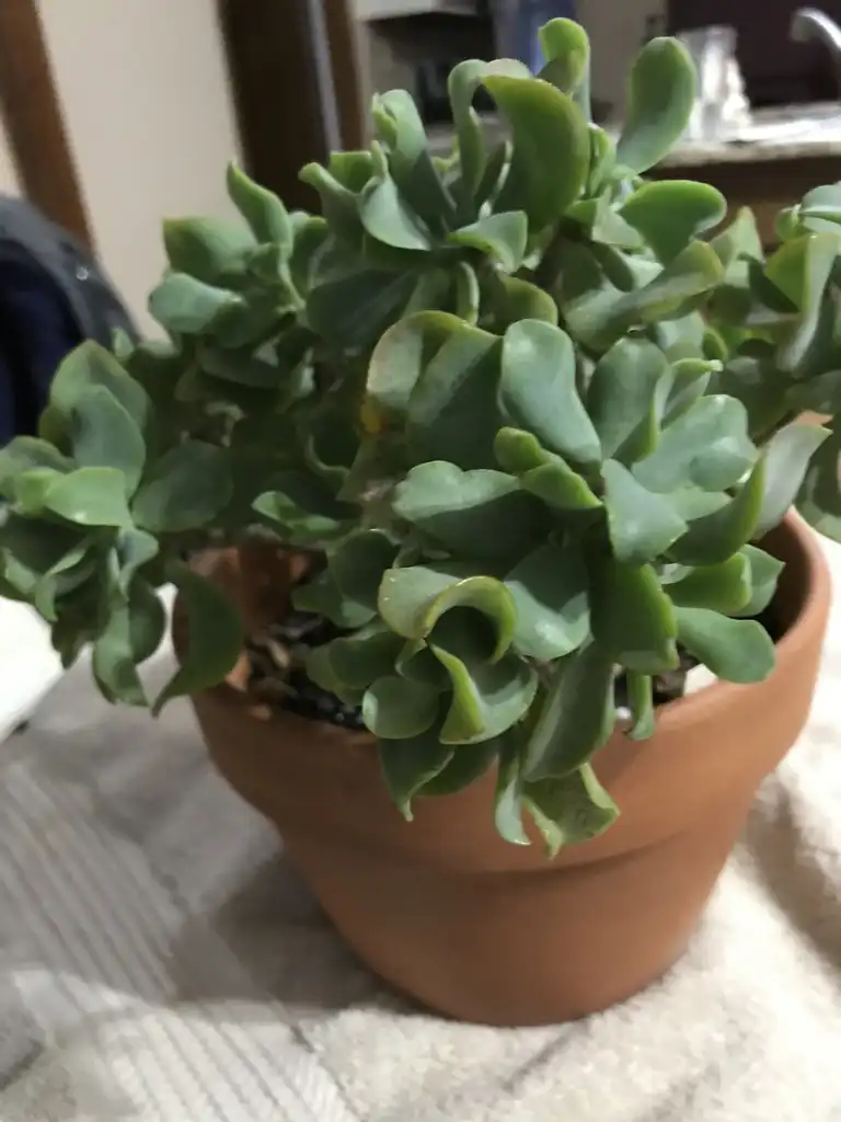 Foto de Crassula arborescens ssp. undulatifolia (Crassula arborescens ssp. undulatifolias)