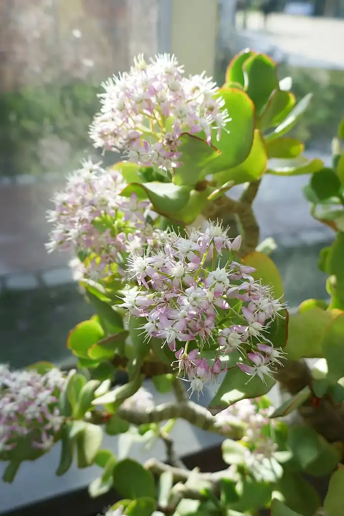 Foto de Crassula arborescens ssp. undulatifolia (Crassula arborescens ssp. undulatifolias)