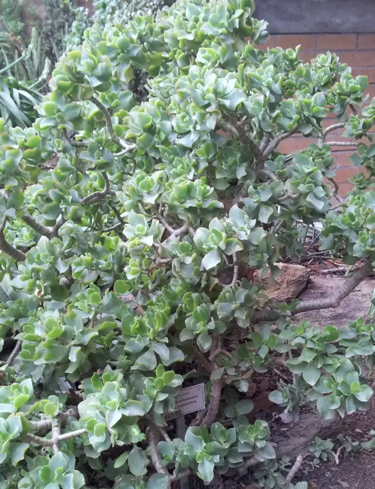 Foto de Crassula arborescens ssp. undulatifolia - Form:Abu Shawka