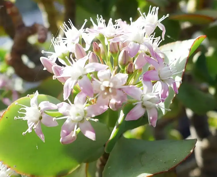 Foto de Crassula arborescens ssp. undulatifolia - Flower close up:Ji-Elle