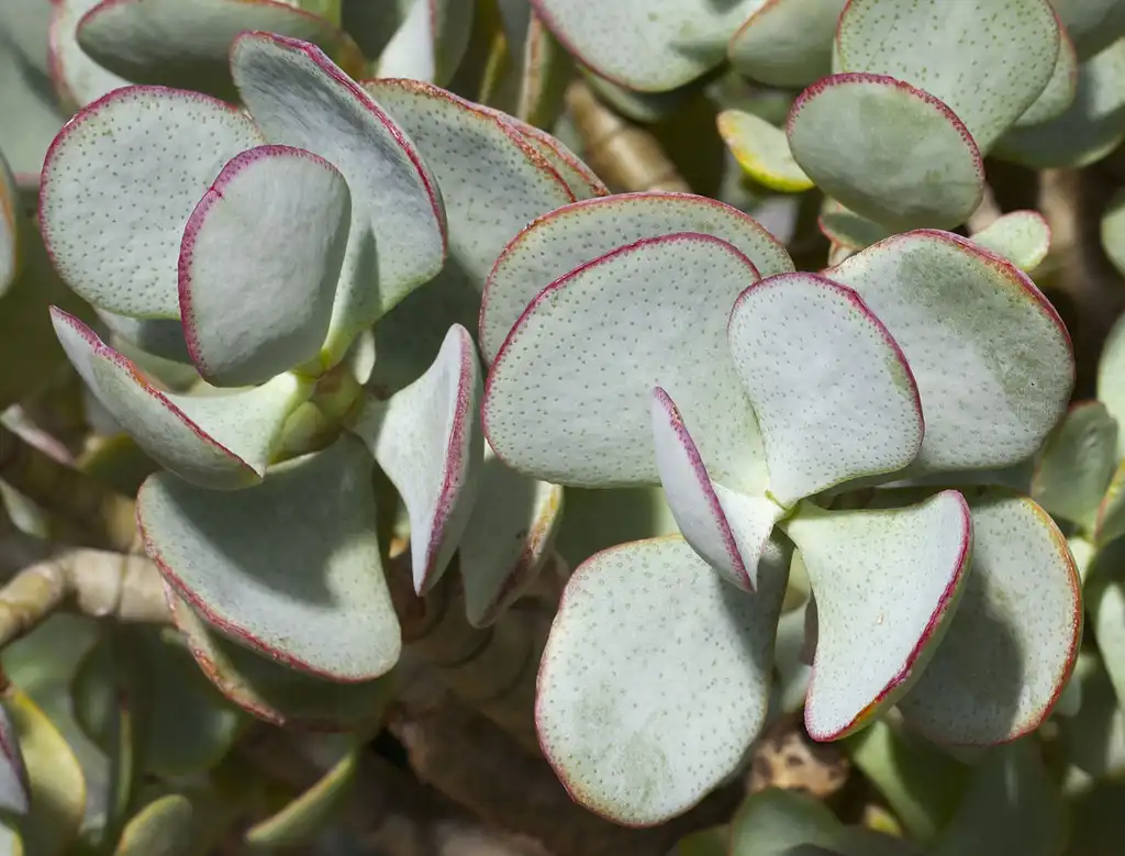Foto de Crassula arborescens (Crassula arborescenss)