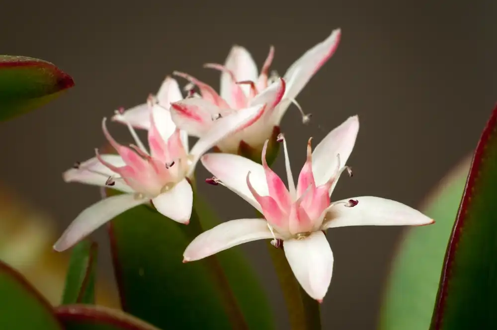 Foto de Crassula arborescens (Crassula arborescenss)