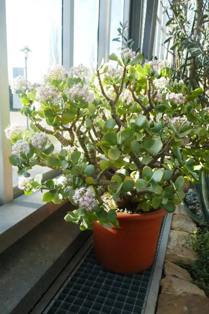 Foto de Crassula arborescens - Potted:Ji-Elle