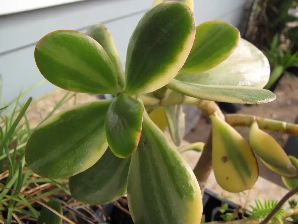 Фото Crassula ovata 'Variegata' (Crassula ovata 'Variegata's)