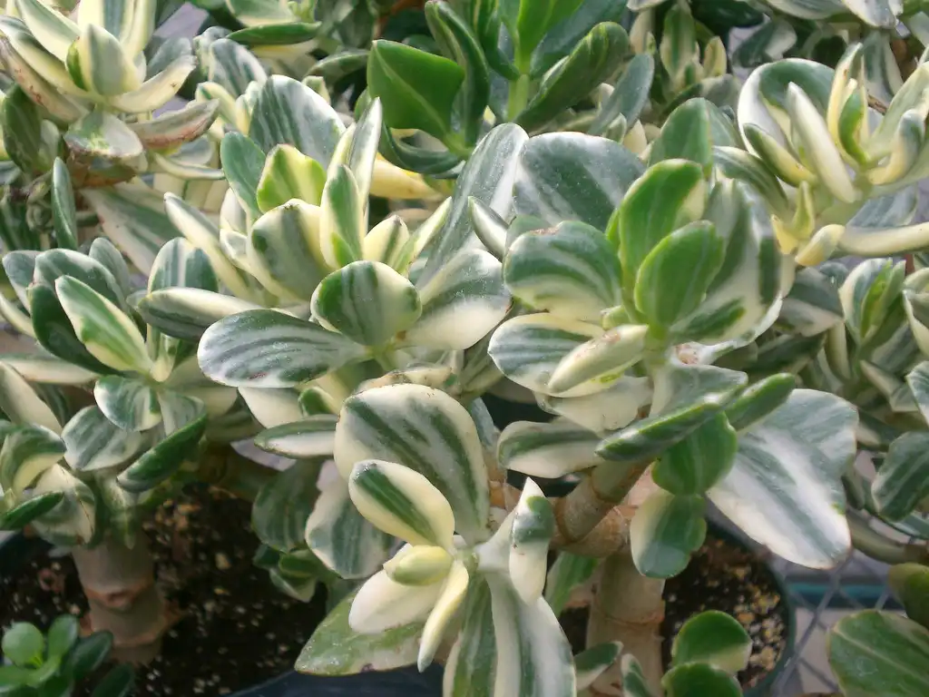 Фото Crassula ovata 'Variegata' (Crassula ovata 'Variegata's)