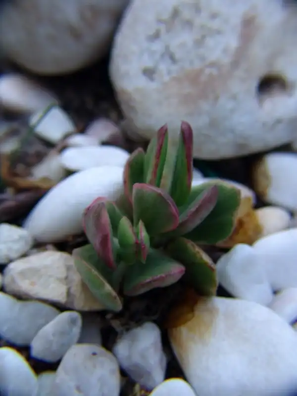 Фото Crassula ovata 'Variegata' - Form:Ezequiel Coelho