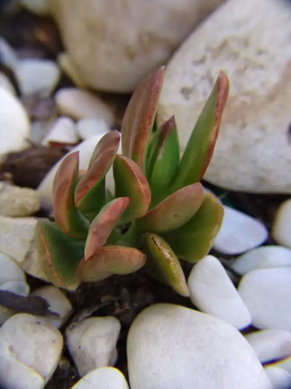 Фото Crassula ovata 'Variegata' - Form:Ezequiel Coelho