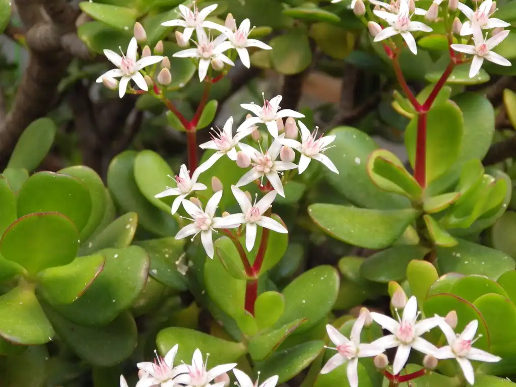 Фото Crassula ovata (Crassula ovatas)
