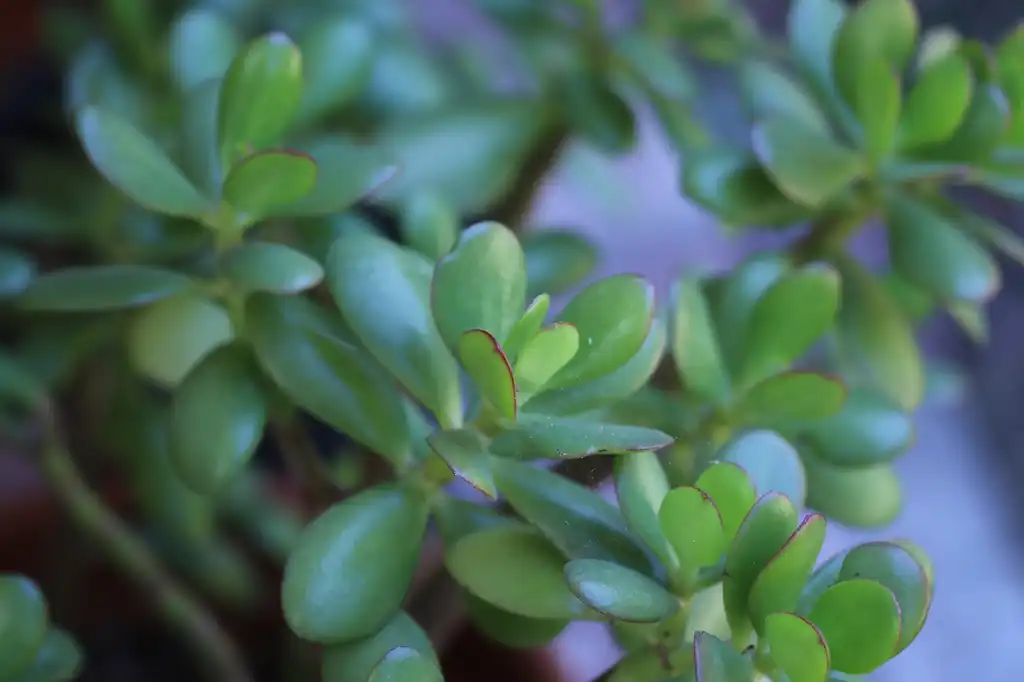 Фото Crassula ovata - Shape:S.G.S.