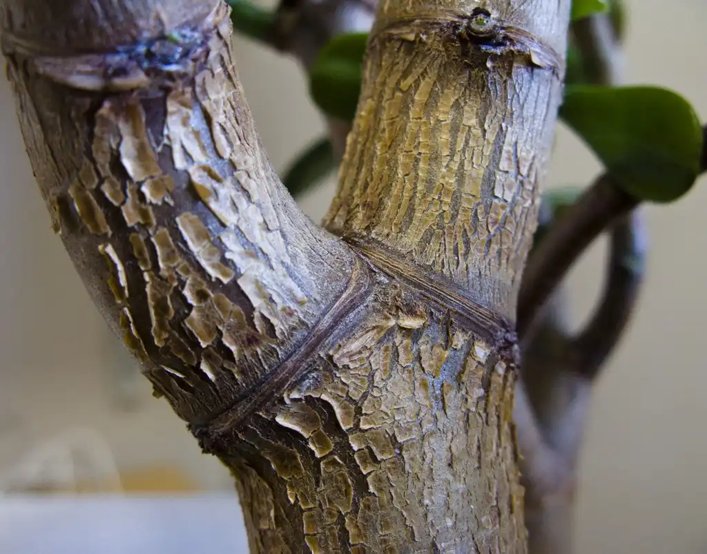 Фото Crassula ovata - Trunk of a 10 year old plant:David Davies