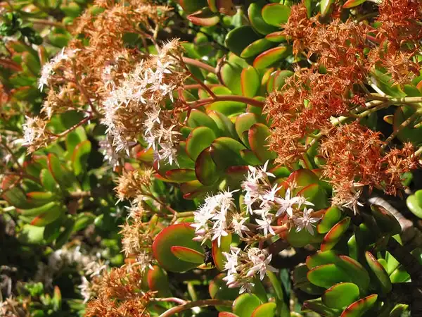 Фото Crassula ovata - Leaves and flowers:Forest and Kim Starr