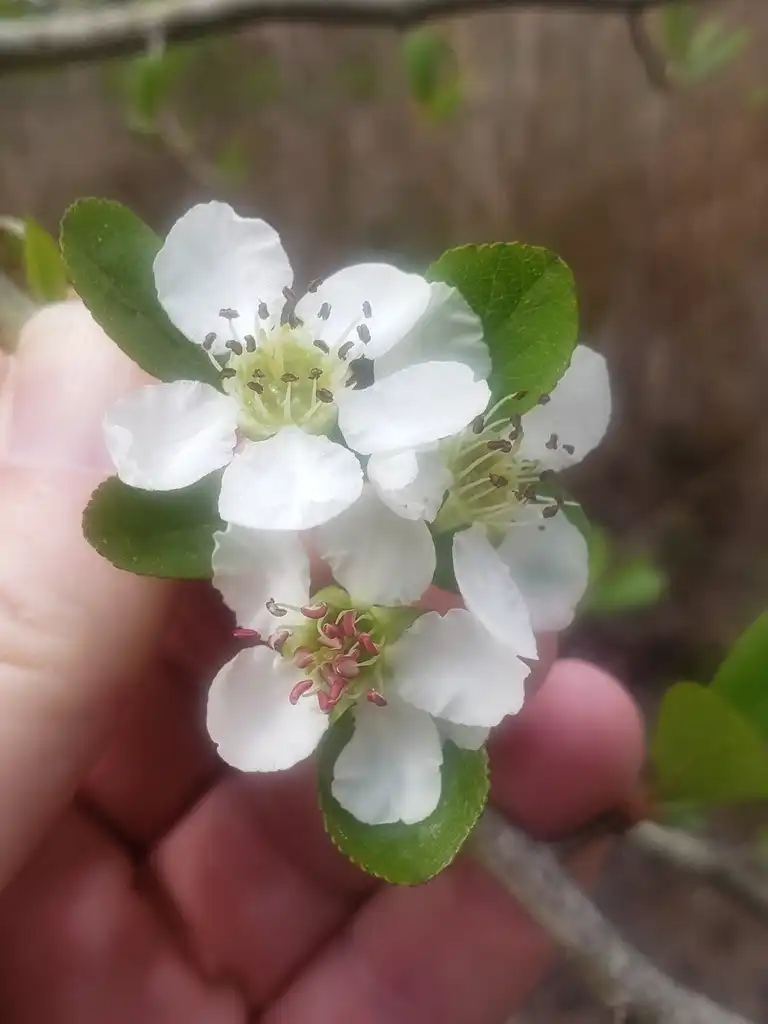 Photo of Crataegus aestivalis (Crataegus aestivaliss)