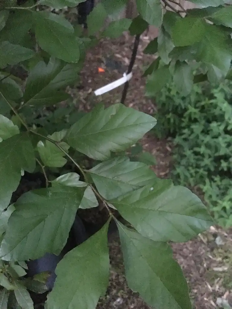 Photo of Crataegus aestivalis (Crataegus aestivaliss)