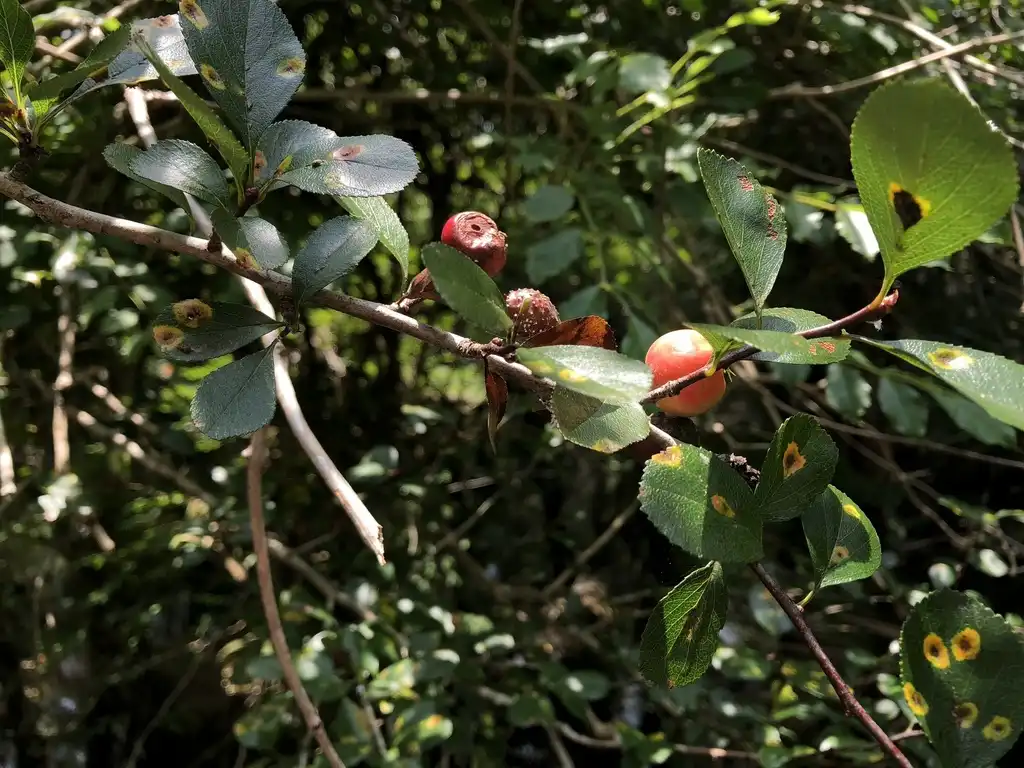 Photo of Crataegus aestivalis - Fruit:Pam Kleinsasser