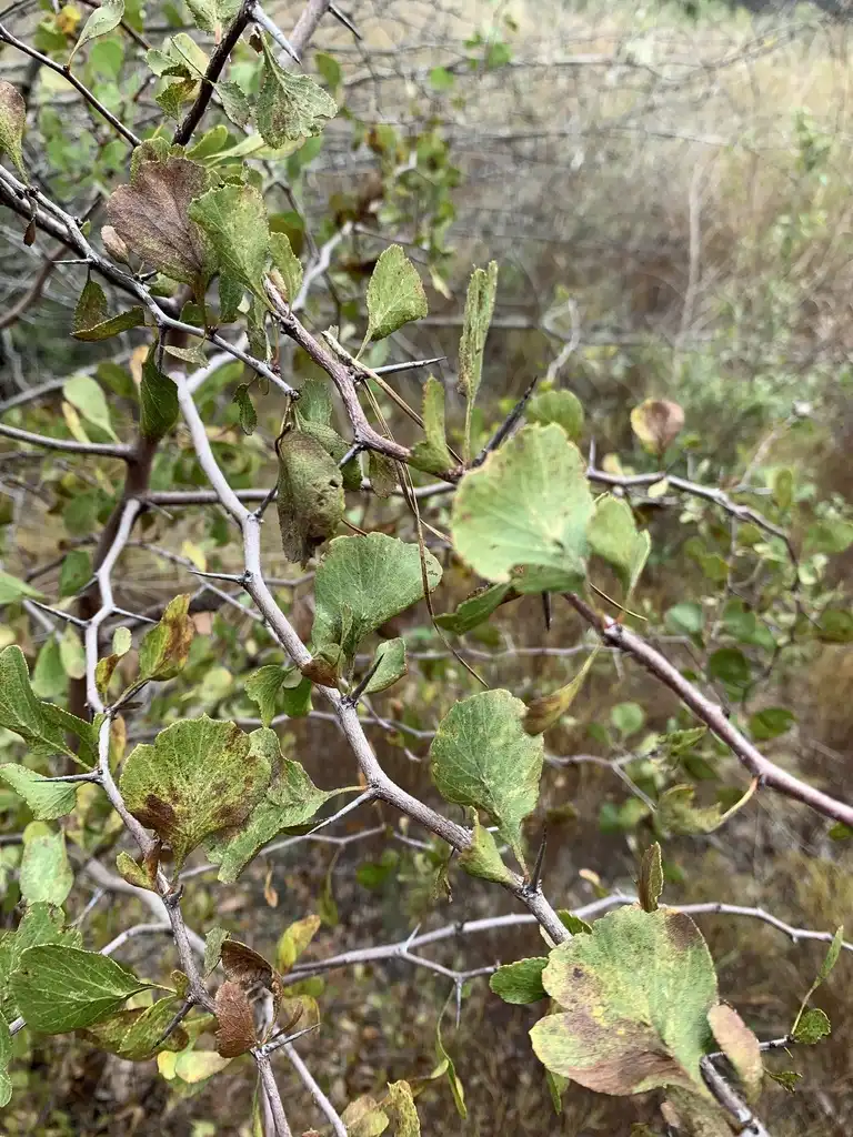 Foto de Crataegus alabamensis (Crataegus alabamensiss)