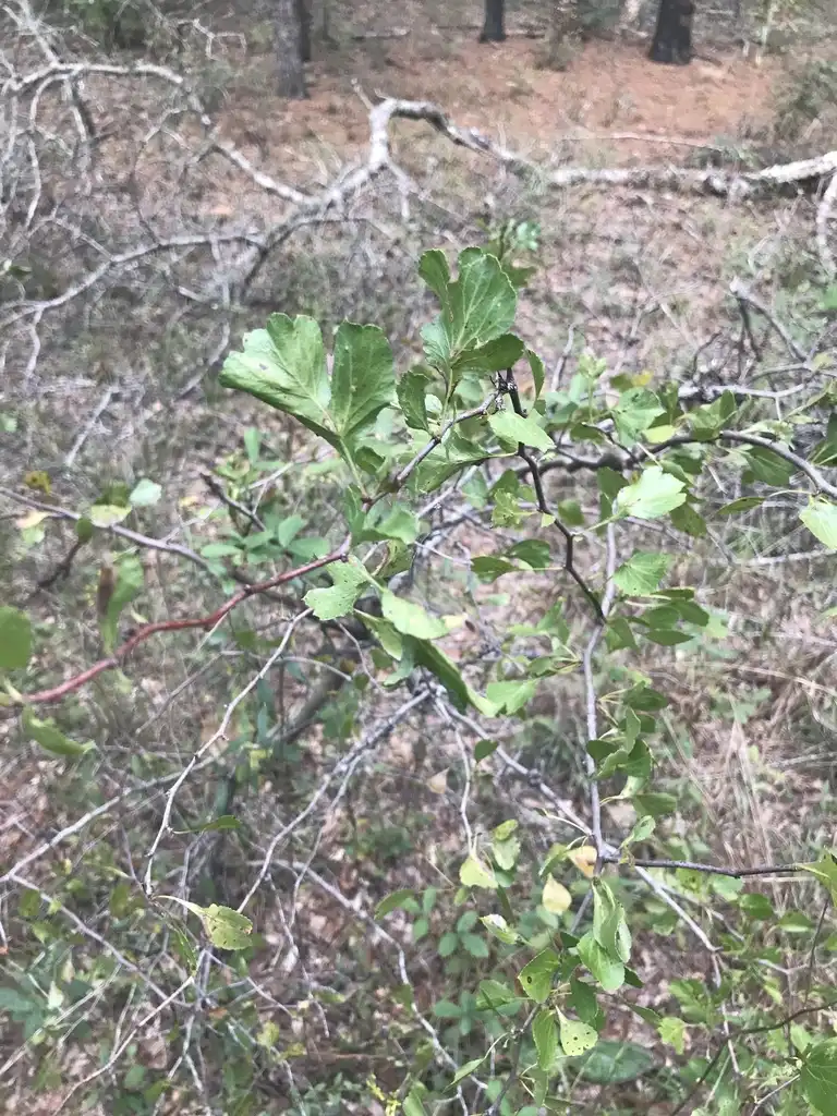 Foto de Crataegus alabamensis (Crataegus alabamensiss)