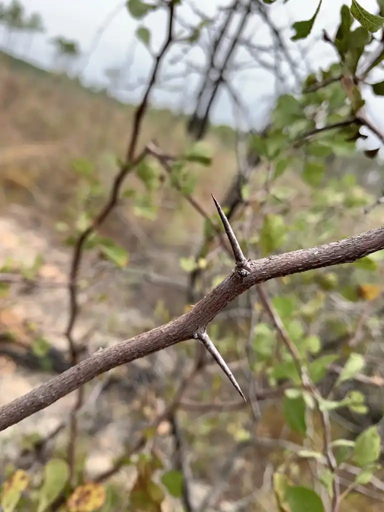 Foto de Crataegus alabamensis - Branch with thorns:lcarnley