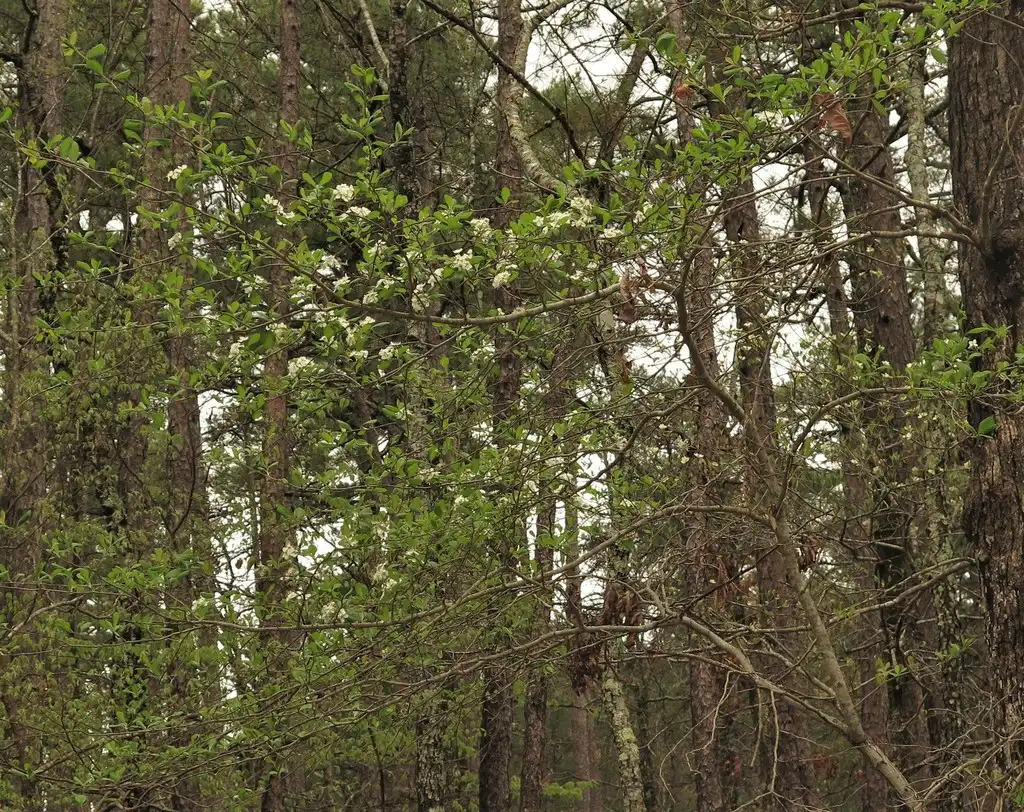 Photo of Crataegus collina (Crataegus collinas)