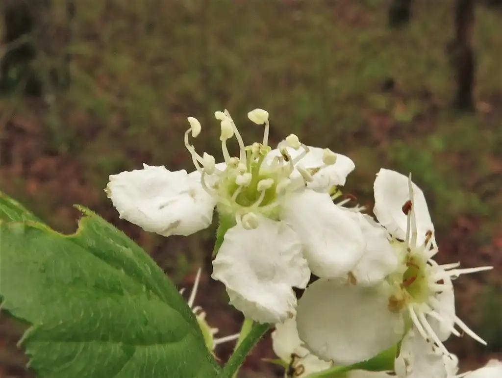 Photo of Crataegus collina (Crataegus collinas)
