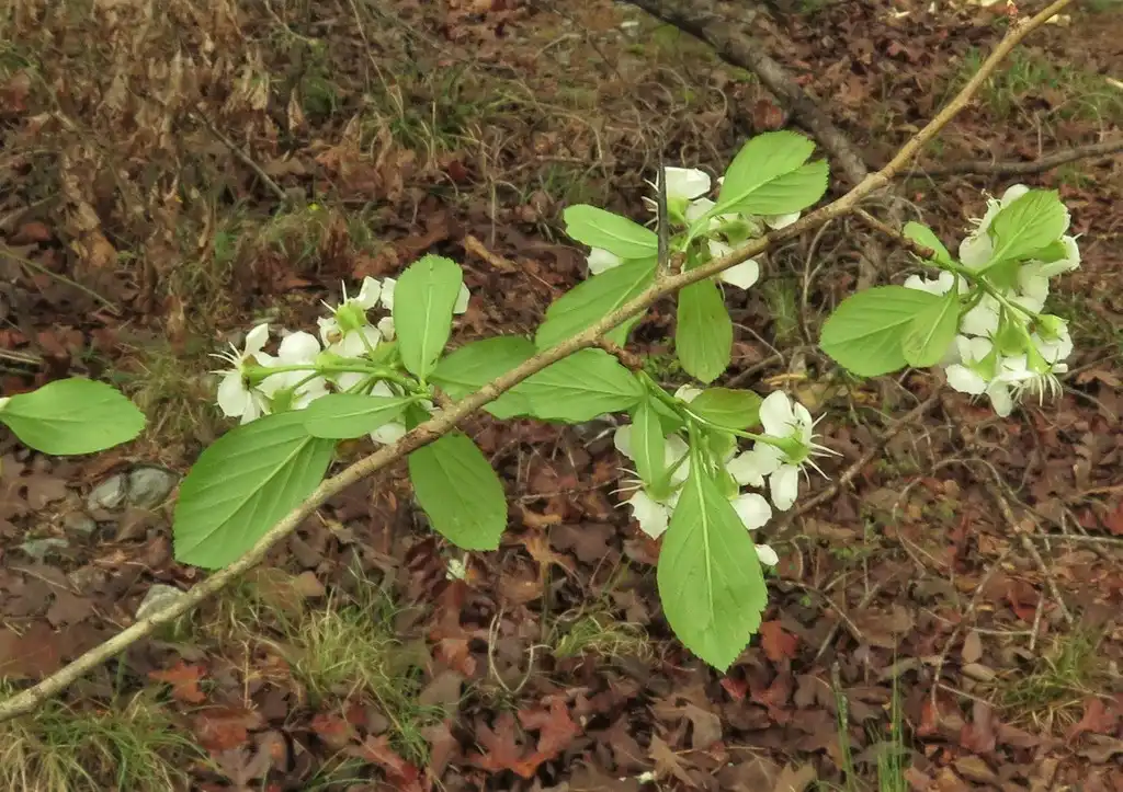Photo of Crataegus collina - Back of leaves and flowers:jim_keesling