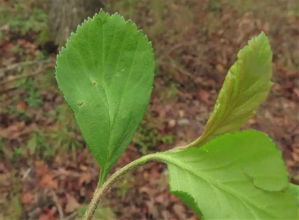 Photo of Crataegus collina - Leaves:jim_keesling