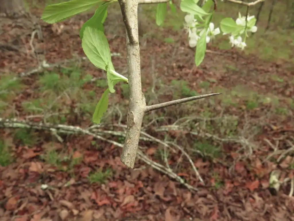 Photo of Crataegus collina - Thorn:jim_keesling